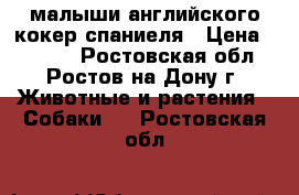 малыши английского кокер спаниеля › Цена ­ 4 500 - Ростовская обл., Ростов-на-Дону г. Животные и растения » Собаки   . Ростовская обл.